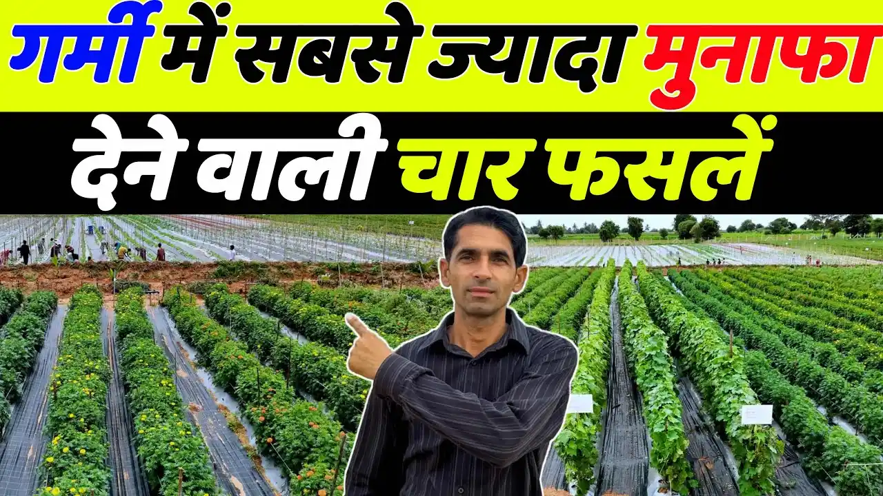 MP NEWS : गर्मी के लिए बहुत शानदार फसल जिससे किसानों को मिलेगा अच्छा मुनाफा